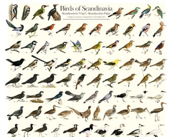 Scandinavian Birds Poster | Ornitology Poster | High Res Digital Download