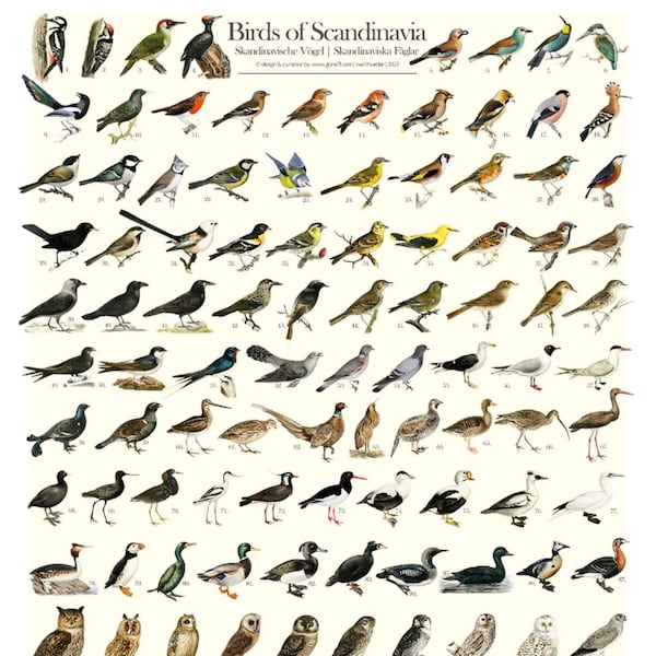 Skandinavische Vögel