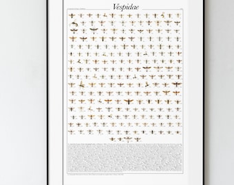 May include: A framed black and white illustration of a chart titled "Vespidae" featuring various types of wasps. The chart is hanging on a white wall above a grey sofa with brown and yellow throw cushions.