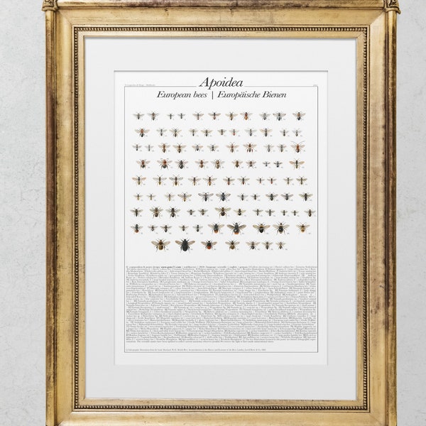 Apoidea | European Bees | Bienen (English, German) | bee illustrations | Digital Poster | High Resolution (DIN A1, A2, A3, A4...)