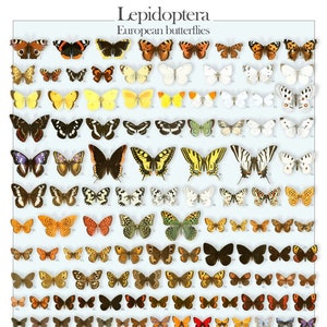 Europäische Schmetterlinge | Schmetterlinge | Digitales Poster (Pfau, Admiral, Schildpatt, Gemeines Blau, Orangene Spitze) | DIN A1 (23,4 x 33,1 Zoll)