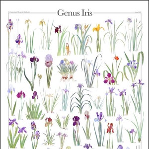 May include: A vintage botanical illustration of the Iris genus, featuring 46 different varieties of irises. The illustration is in watercolour and shows the flowers in various shades of purple, blue, yellow, and white. The illustration is labelled with the scientific names of each variety.