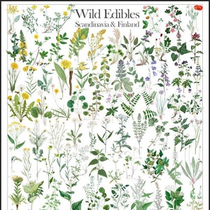 Wild Edible Plants of Scandinavia & Finland