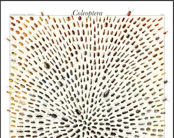 May include: A vintage scientific illustration of Coleoptera, also known as beetles, arranged in a circular pattern. The image features a variety of beetle species, each depicted in intricate detail with vibrant colours. The title "Coleoptera" is displayed at the top of the image.