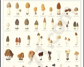 Morels & Co Poster | (Morchella, Verpa, Helvella, Gyromitra, Otidea, Peziza, a.o.) | Digital Poster