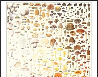 All The Mushrooms | Poster | A1