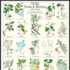 Wild Fruits & Berries of the North (Blueberries, Billberries, Blackberries, Cranberries, Cloudberries, Strawberries...) | Digital Poster