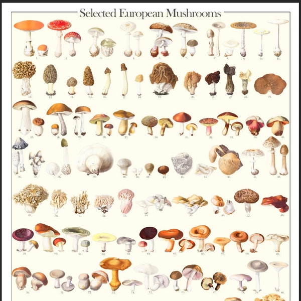 Funghi europei selezionati / (Morchella, Helvella, Boletus, Amanita, Russula, Cantharellus...) Poster digitale DIN A1