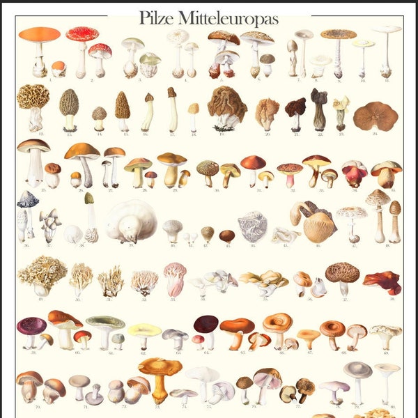 Pilze Mitteleuropas (DEUTSCH) | (Morchella, Helvella, Boletus, Amanita, Russula, Cantharellus...) | Digitales Poster | Pilzposter | DIN A1