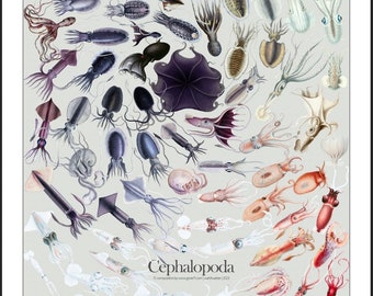 Cephalopoda (Octopus) | Digital Poster | High Resolution Download