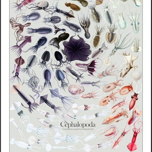 Cephalopoda (Octopus) | Digital Poster | High Resolution Download