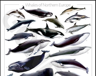 Whales of Northern Europe / Scandinavia | Poster