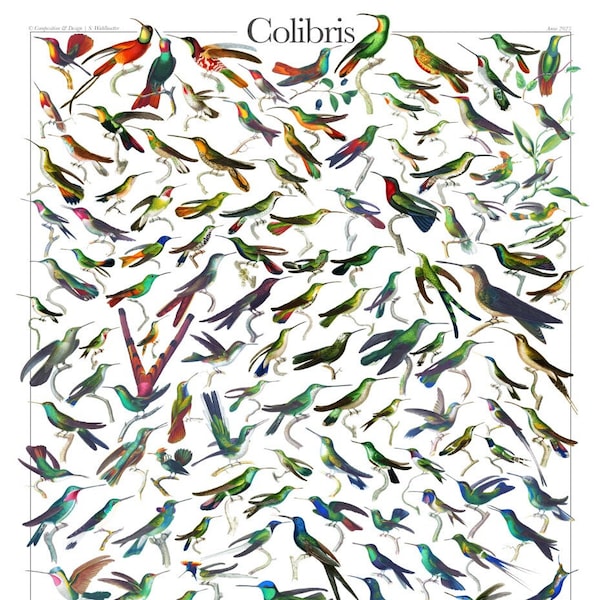 Colibris | Hummingbirds | Trochilidae: (Digital Poster) | DIN A1 | Avian Beauty, Ornithology Art, Scientific Accuracy, Zoological Elegance