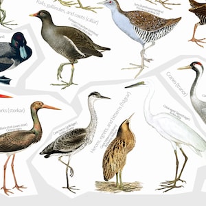 May include: A colorful illustration of different types of birds, including storks, cranes, herons, and rails. The birds are depicted in their natural habitats, with detailed illustrations of their feathers, beaks, and legs.