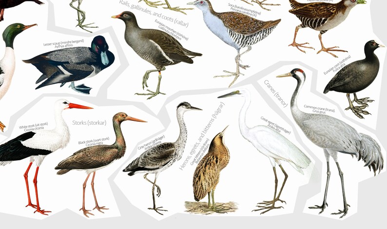 May include: A colorful illustration of different types of birds, including storks, cranes, herons, and rails. The birds are depicted in their natural habitats, with detailed illustrations of their feathers, beaks, and legs.