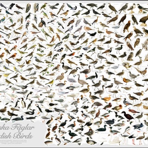 May include: A colorful chart featuring illustrations of over 100 different bird species found in Sweden. The chart is titled "Svenska F&aring;glar Swedish Birds".