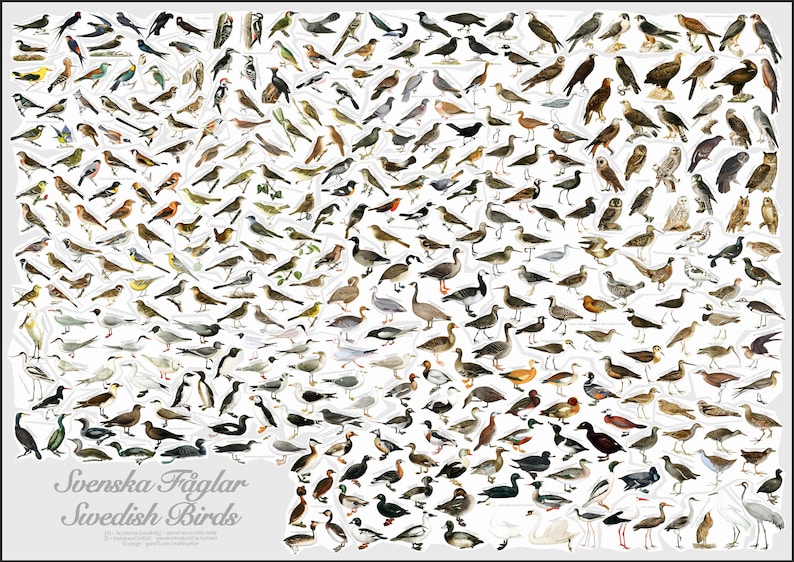 May include: A colorful chart featuring illustrations of over 100 different bird species found in Sweden. The chart is titled "Svenska F&aring;glar Swedish Birds".