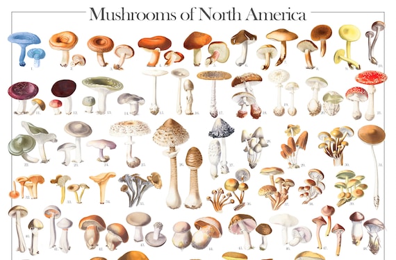 Mushrooms of North America (digital Poster) | (morchella, Helvella