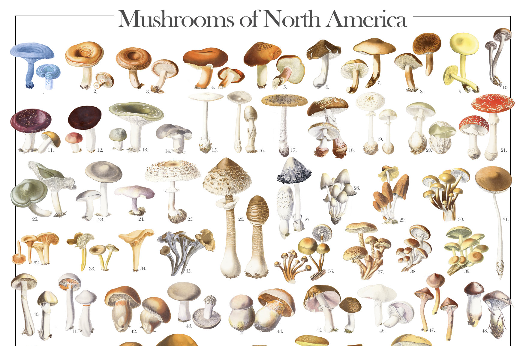 Mushrooms of North America (digital Poster) | (morchella, Helvella