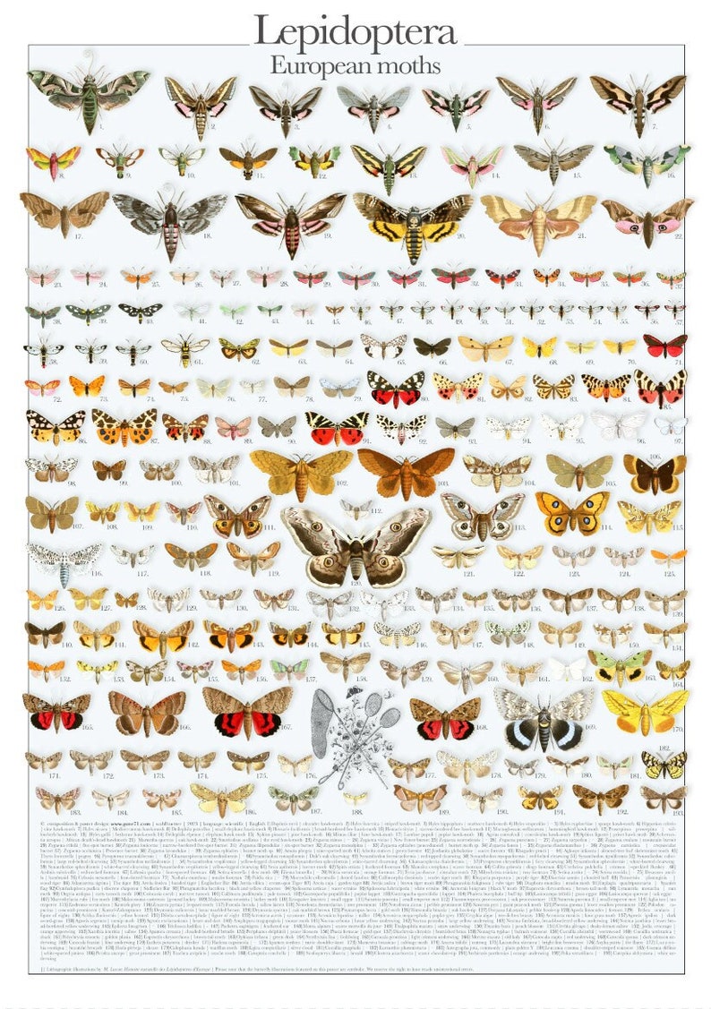 Labelled Moth European Moths | Lepidoptera | Digital Poster | DIN A1 (23.4 X 33.1 ...