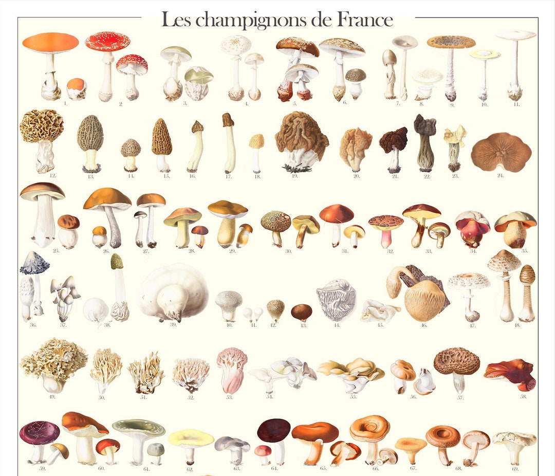Le Champignons De France Poster DIN A1 digital Download Champignons