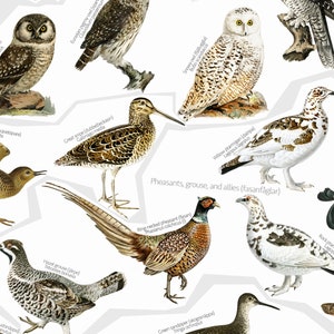 May include: An illustrated guide to various bird species, including grouse, pheasants, and allies. The birds are depicted in a realistic style with detailed markings and colors. The title "Pheasants, grouse, and allies (fasanfuglar)" is displayed at the top of the image.