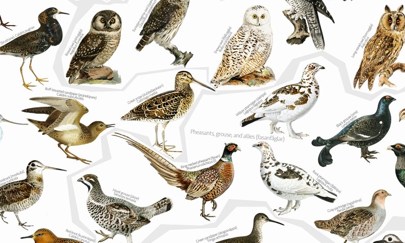 May include: An illustrated guide to various bird species, including grouse, pheasants, and allies. The birds are depicted in a realistic style with detailed markings and colors. The title "Pheasants, grouse, and allies (fasanfuglar)" is displayed at the top of the image.