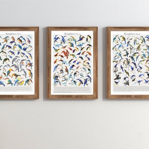 Kingfishers No.1, No2, No3 | Alcedinidae (digital poster) – kingfisher chart, bird illustration | High resolution kingfisher illustration