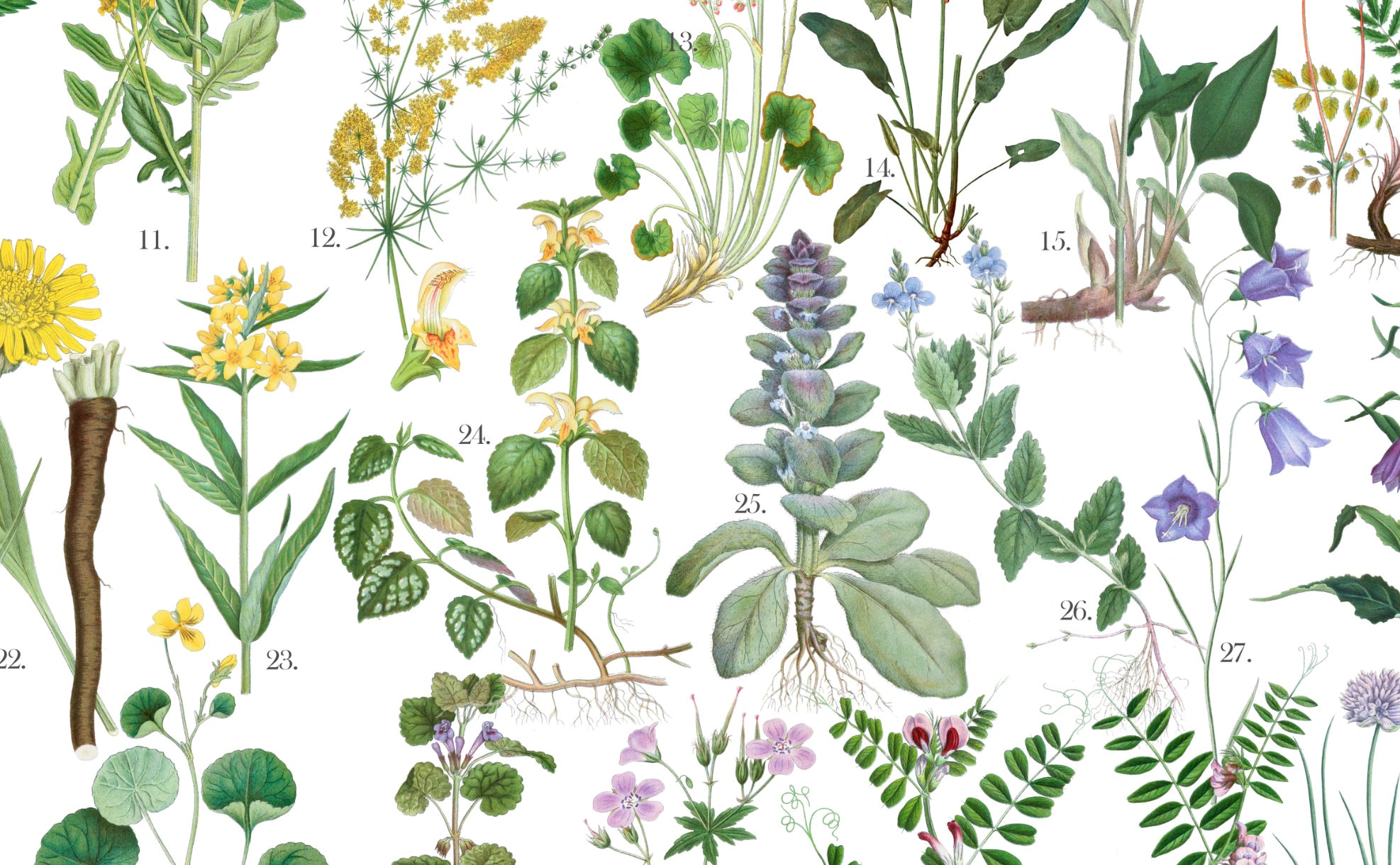 Wild Edible Plants of Scandinavia & Finland - Etsy Finland