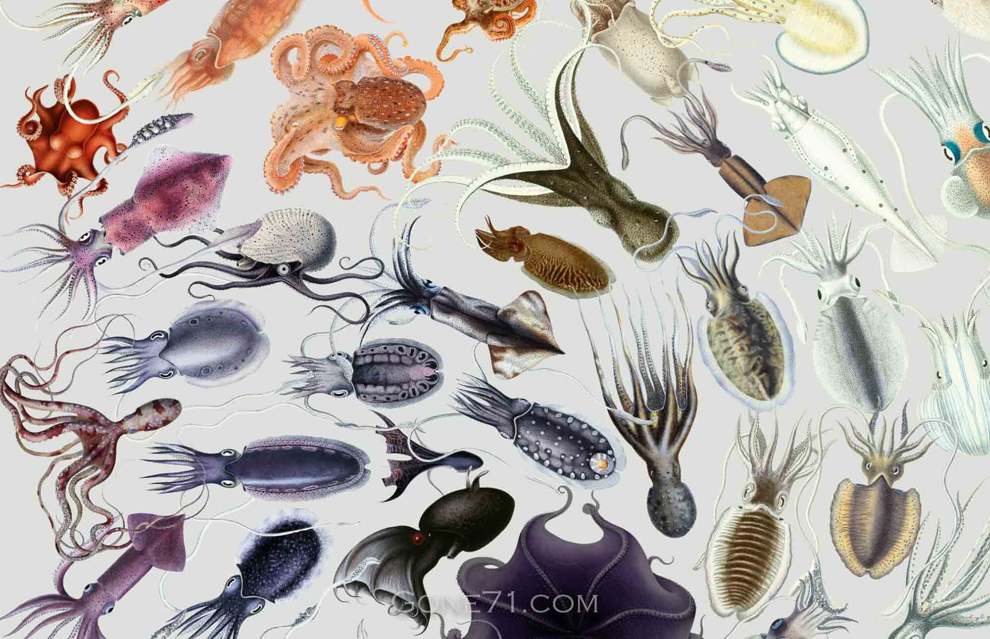 Cephalid Octopus Cephalopoda (octopus) | Digital Poster | high Resolution Download - Etsy