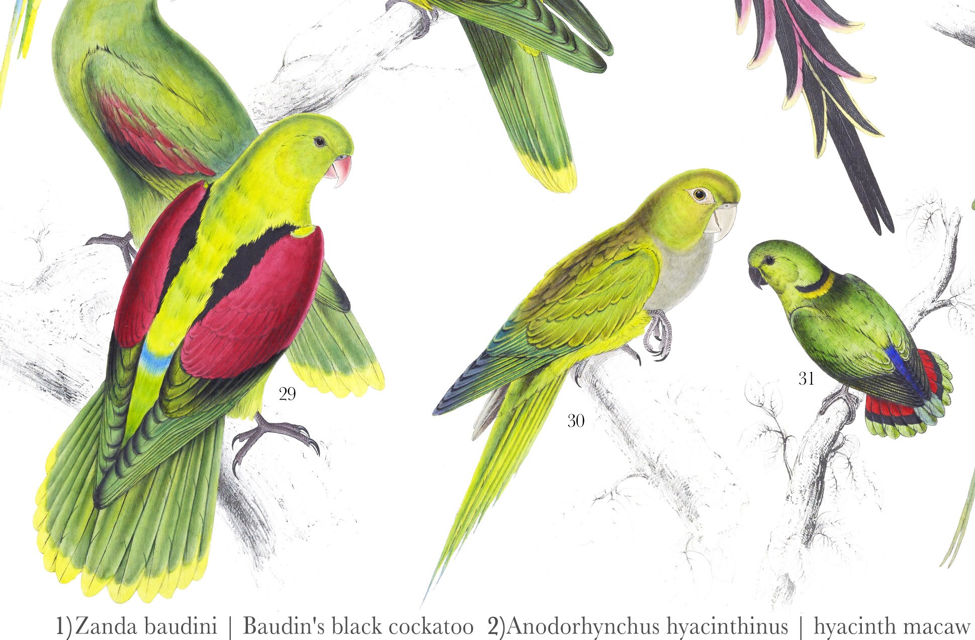 Parrot Chorus: Psittacine Diversity | Parrot Chart (parakeets