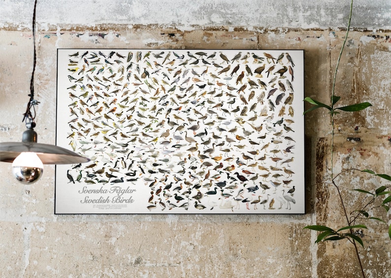Poster of all swedish birds | svenska fåglar | swedish birds identified by names