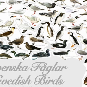 May include: A colorful illustration of Swedish birds, featuring a variety of species, including gulls, terns, puffins, and ducks. The image is titled "Svenska F&aring;glar Swedish Birds".
