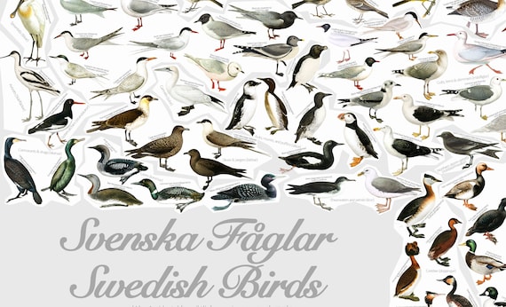 Svenska Fåglar | Swedish Birds (poster) | high Resolution | DIN A1