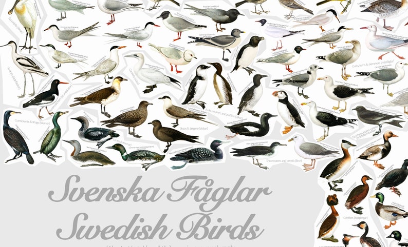 May include: A colorful illustration of Swedish birds, featuring a variety of species, including gulls, terns, puffins, and ducks. The image is titled "Svenska F&aring;glar Swedish Birds".
