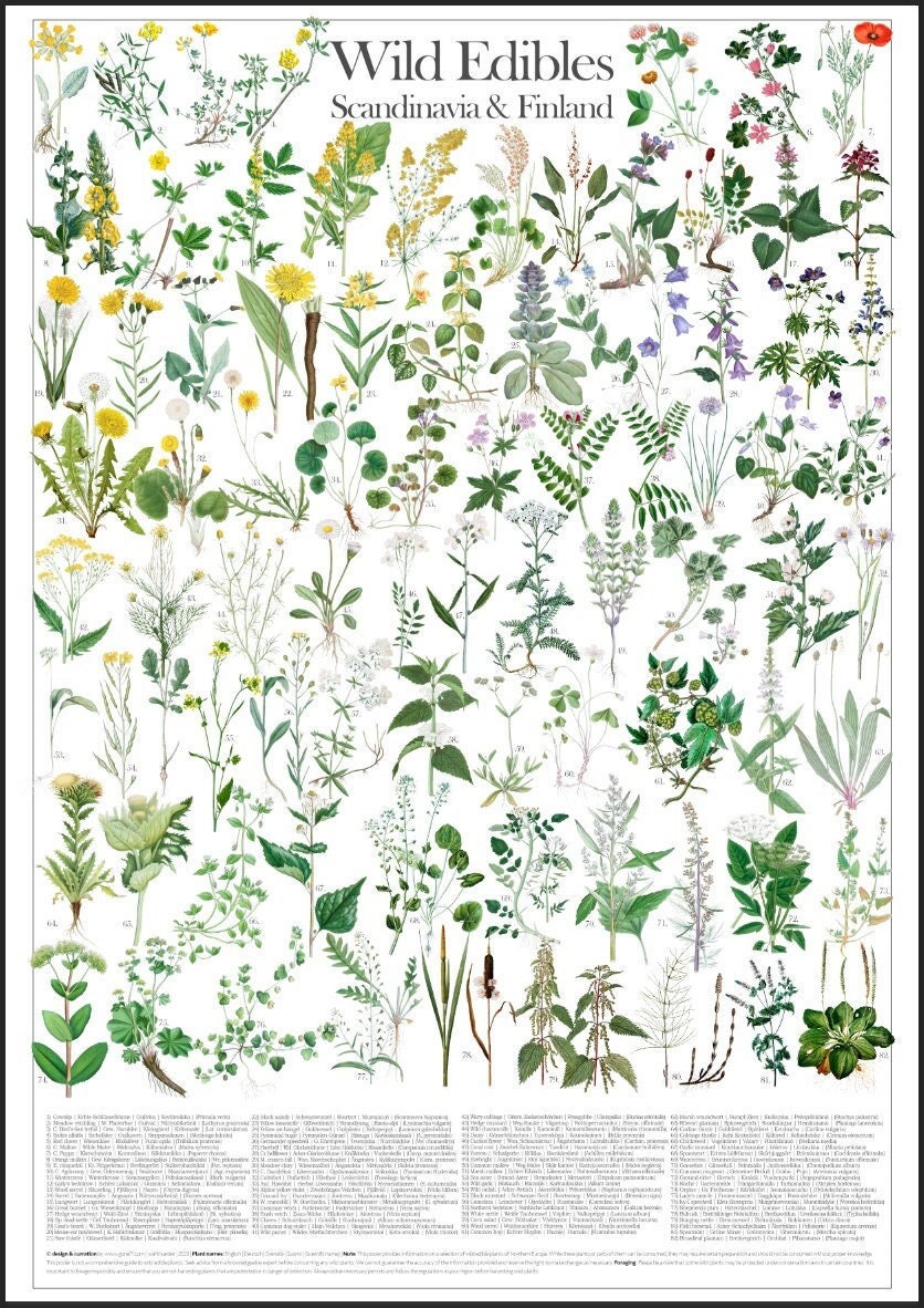 Wild Edible Plants of Scandinavia & Finland - Etsy wild-edible-plants-of-scandinavia-finland-etsy