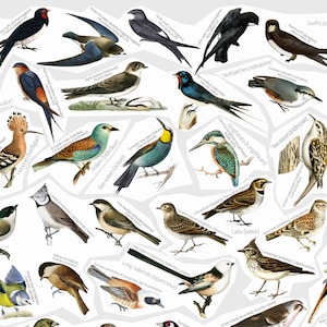 May include: A colorful illustration of various bird species, including a yellow oriole, a blue jay, a red cardinal, and a brown sparrow. The birds are depicted in a variety of poses, some perched on branches, others in flight. The illustration is set against a white background.