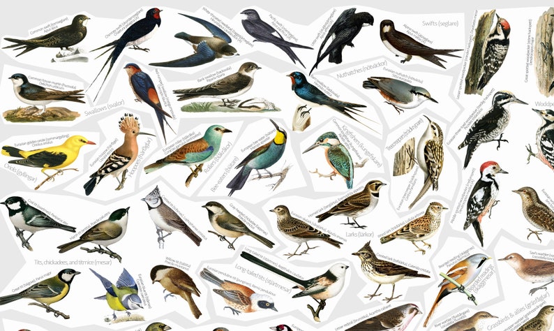 May include: A colorful illustration of various bird species, including a yellow oriole, a blue jay, a red cardinal, and a brown sparrow. The birds are depicted in a variety of poses, some perched on branches, others in flight. The illustration is set against a white background.