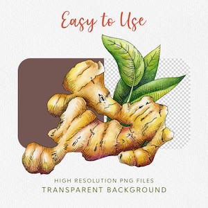 May include: A watercolor illustration of a ginger root with green leaves. The ginger root is drawn in detail, showing its knobby texture and light brown color. The leaves are a vibrant green and have a delicate, hand-drawn style.