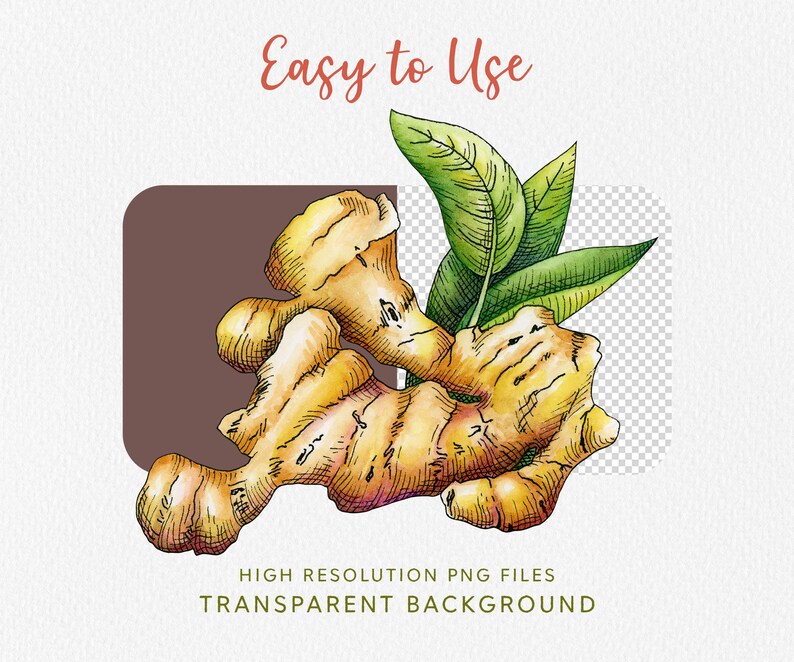May include: A watercolor illustration of a ginger root with green leaves. The ginger root is drawn in detail, showing its knobby texture and light brown color. The leaves are a vibrant green and have a delicate, hand-drawn style.