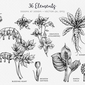 May include: Black and white line art illustrations of various flowers and plants, including bleeding heart, meadow saffron, aquilegia, marsh calla, and mandrake. The illustrations are labeled with their botanical names.