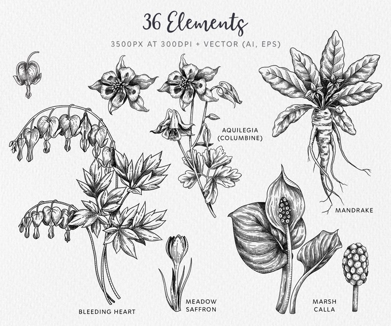 May include: Black and white line art illustrations of various flowers and plants, including bleeding heart, meadow saffron, aquilegia, marsh calla, and mandrake. The illustrations are labeled with their botanical names.