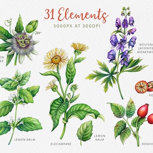 May include: Watercolor illustrations of 31 different plants and flowers, including passion flower, lemon balm, elecampane, wolfsbane, rosehip, and lemon balm. The illustrations are in a vintage style and are perfect for use in crafting, scrapbooking, or other creative projects.