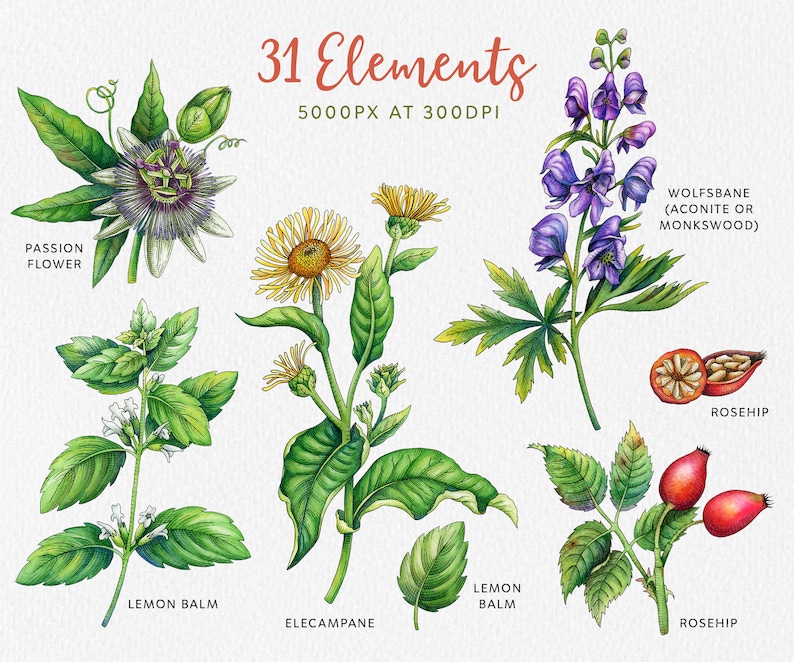 May include: Watercolor illustrations of 31 different plants and flowers, including passion flower, lemon balm, elecampane, wolfsbane, rosehip, and lemon balm. The illustrations are in a vintage style and are perfect for use in crafting, scrapbooking, or other creative projects.