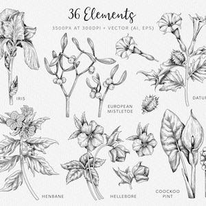 May include: A collection of 36 hand-drawn botanical illustrations featuring various flowers and plants, including iris, datura, European mistletoe, henbane, hellebore, and cuckoo pint. The illustrations are in black and white and have a vintage style.
