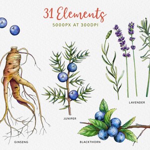 May include: Watercolor illustration of 31 botanical elements, including ginseng, juniper, blackthorn, and lavender. The illustration is in a vintage style with detailed drawings of the plants and their berries.