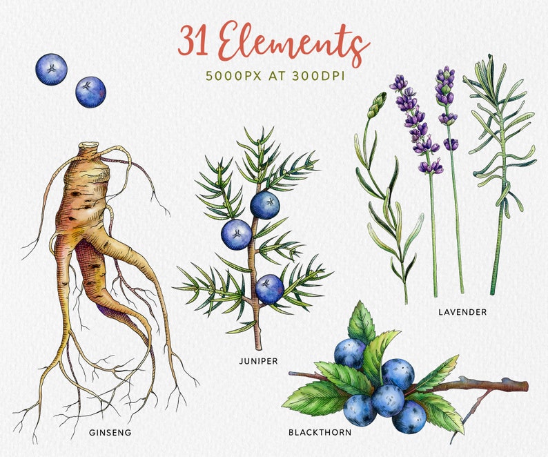 May include: Watercolor illustration of 31 botanical elements, including ginseng, juniper, blackthorn, and lavender. The illustration is in a vintage style with detailed drawings of the plants and their berries.