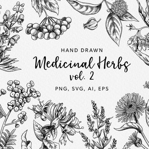 Clipart de ervas medicinais (vol 2) - ilustrações botânicas svg desenhadas à mão em vetor de boticário compatíveis com Canva / ervas svg /