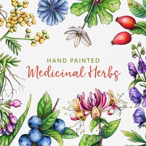 Medicinal Herbs Watercolor Clipart / herb watercolor / medicinal herb clipart / botanical art / herb clipart / herbology plants png