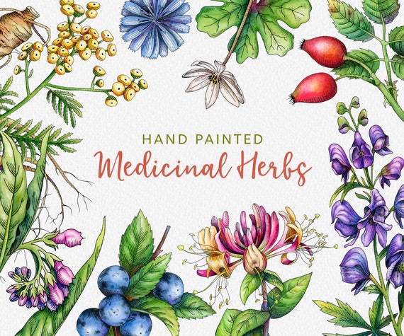 Watercolor Medicinal Herb Clipart: Botanical Art Plants (PNG Digital Download)